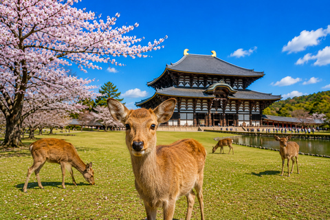 Kyoto/Osaka: Kyoto and Nara Private & Customizable Day Tour