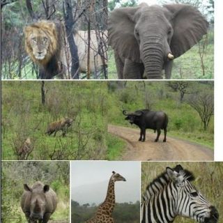3-Day Hluhluwe Umfolozi Game Reserve & St. Lucia Safari