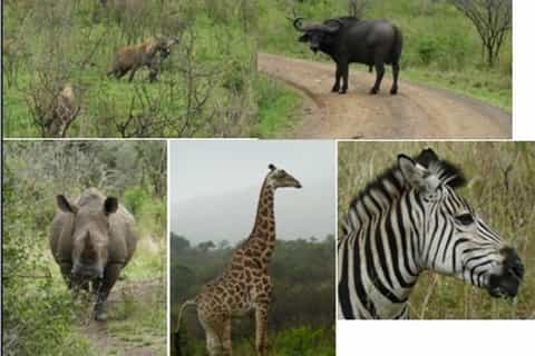 3-daagse Hluhluwe Umfolozi Game Reserve & St. Lucia Safari