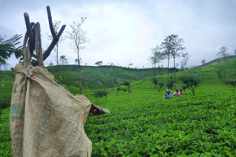 Sri Lanka Tea Estate & Galle Iconic Coastal Train Experience