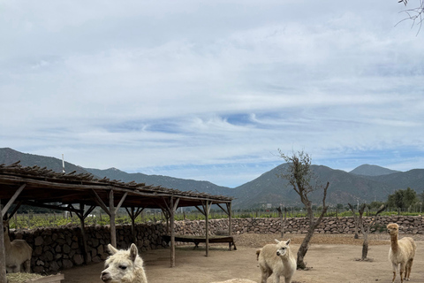 Vineyard, Valparaiso, Horseback Riding, Sea L &amp; BBQ Day Trip