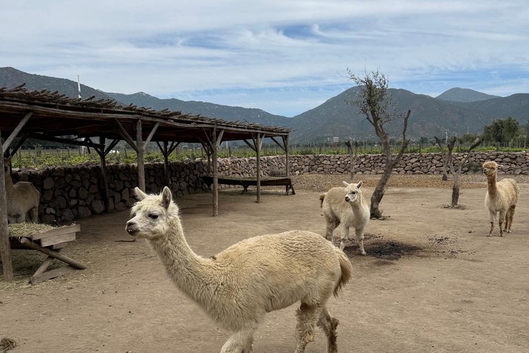 Vineyard, Valparaiso, Horseback Riding, Sea L &amp; BBQ Day Trip