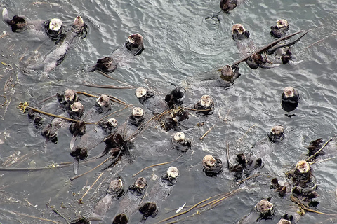 Hoonah: Icy Strait Whale Watch with Drone Filmography