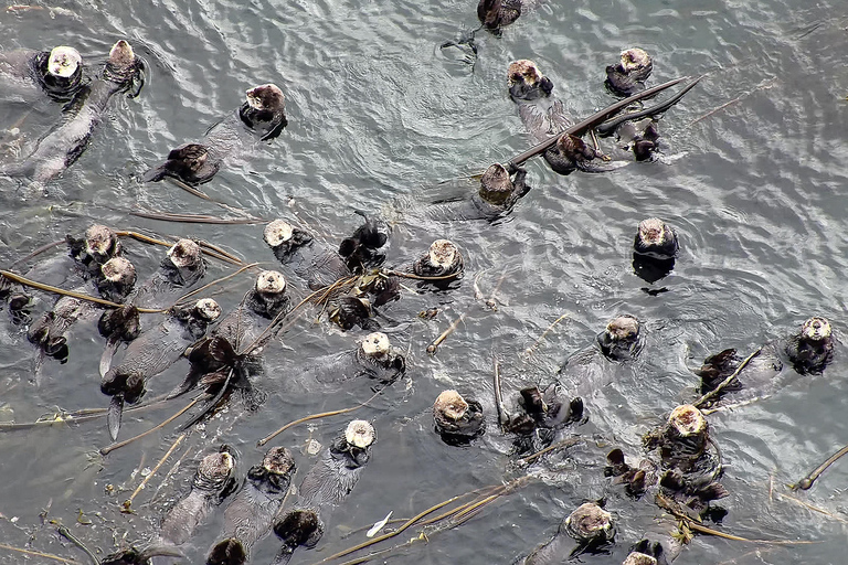 Hoonah: Icy Strait Whale Watch with Drone Filmography