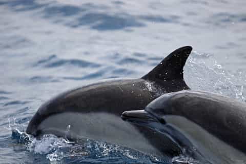 Newport Beach: Year-Round Whale Watching Cruise