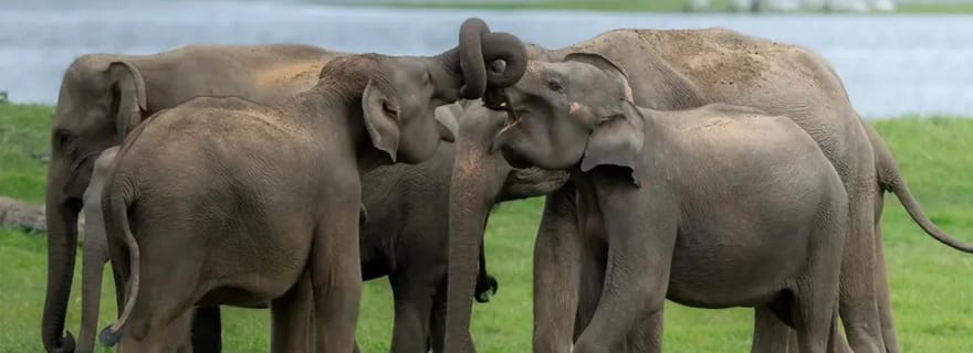 Parc national de Minneriya : safari privé de luxe à dos d'éléphant