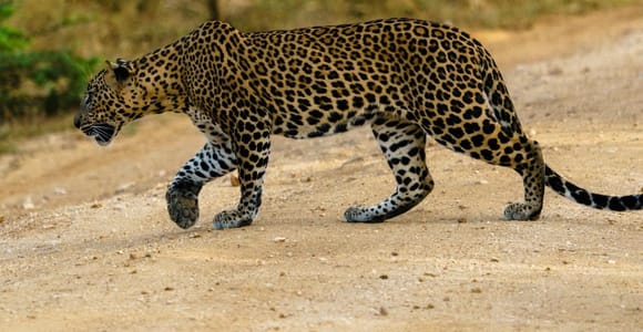 From Bentota - Yala National Park Full Day Safari Tour