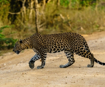 Wilpattu National park - Full day Safari (06:00am - 18:00pm)