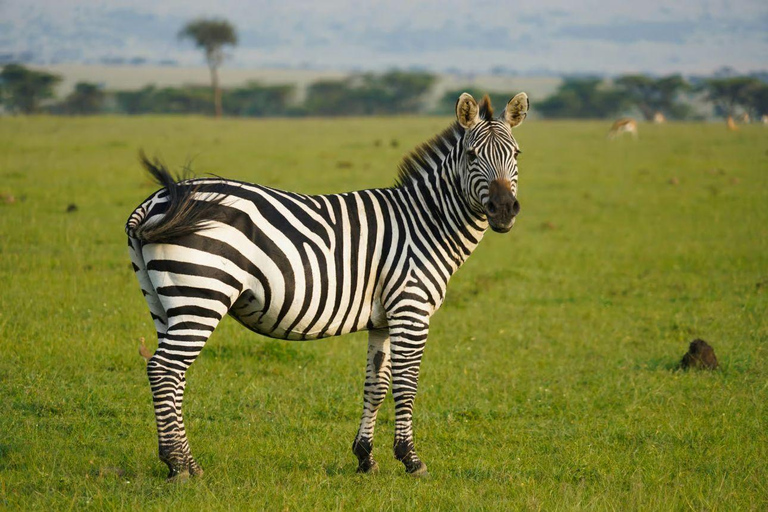 Lake Nakuru & Naivasha National Park Wildlife Highlights