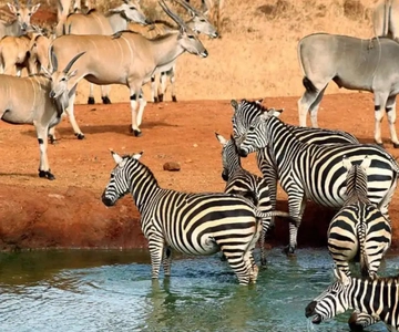 Safari de 2 días por Tsavo Oriental con alojamiento desde Mombasa: