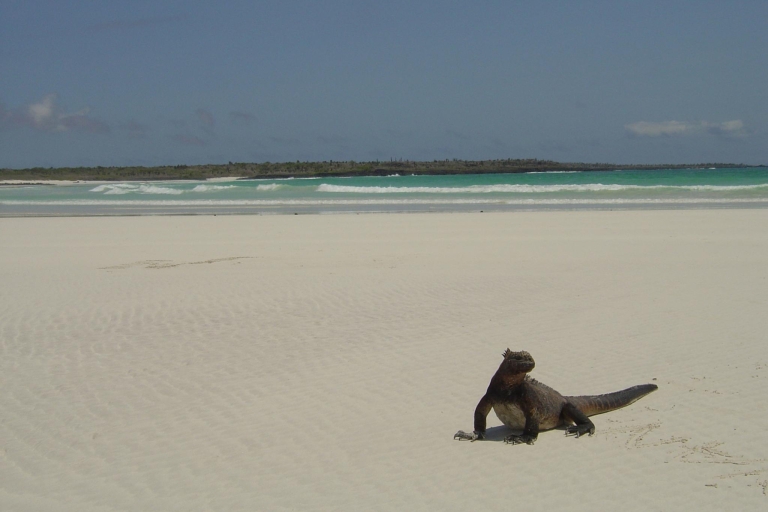 Vanuit Santa Cruz: excursie Galapagos en TortugaVanuit Santa Cruz: jachttocht Galapagos - hele dag