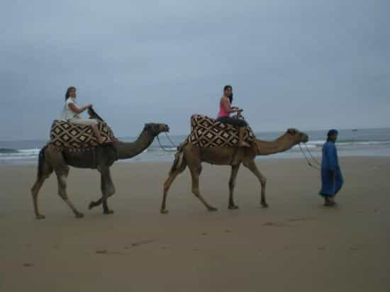 Agadir Camel Ride Beach Tour Experience Getyourguide