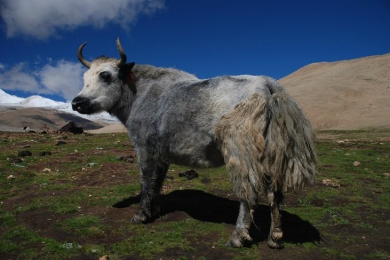 10-daagse jeeptour van Lhasa naar het noordelijke basiskamp van de Mount Everest