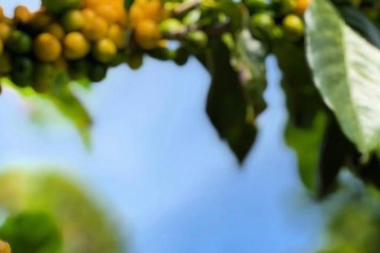 Boquete: Geisha Coffee Plantation Tour with Tasting