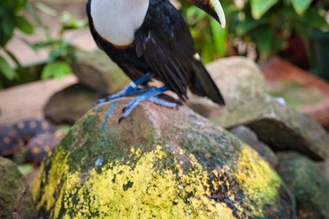 St Maarten: Fågelaviarium och naturskön körning