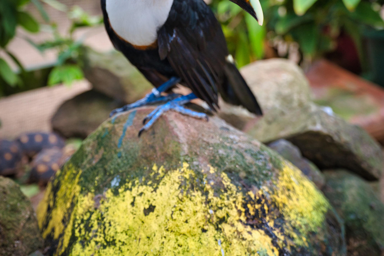 St Maarten: Vogelvolière en Scenic Drive