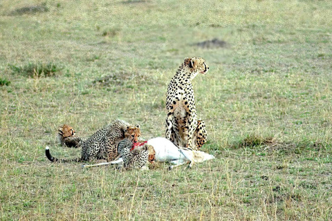 4 days Tsavo East, Amboseli and saltlick lodge safari