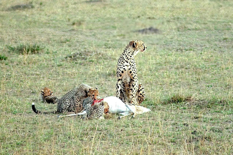 4 days Tsavo East, Amboseli and saltlick lodge safari