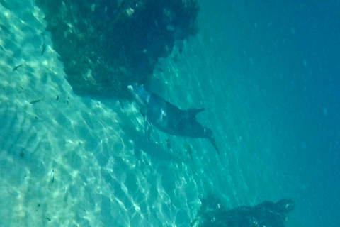 Fort Lauderdale: esnórquel, kayak y surf de remo con arrecifes y esculturasFort Lauderdale: Snorkel, Kayak &amp; SUP w/Reefs &amp; Sculptures