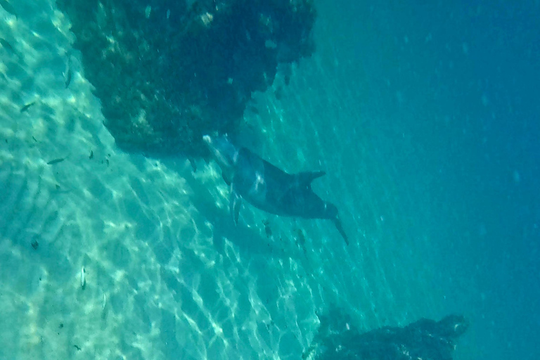 Fort Lauderdale: esnórquel, kayak y surf de remo con arrecifes y esculturasFort Lauderdale: Snorkel, Kayak &amp; SUP w/Reefs &amp; Sculptures