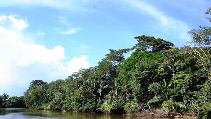 guanacaste fullday jungle boat cruise and coffee tour