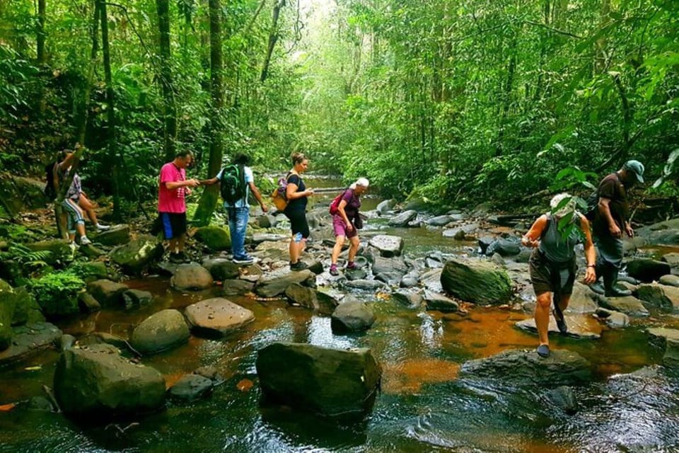 A line of walkers in shorts and day packs stepping from boulder to boulder across a shallow brown rainforest stream under a dense green canopy