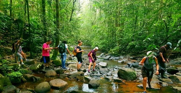 A line of walkers in shorts and day packs stepping from boulder to boulder across a shallow brown rainforest stream under a dense green canopy