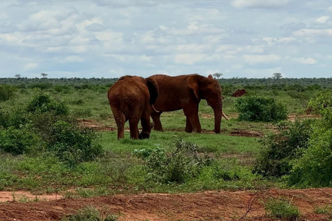 2-Day Tsavo East & Salt Lick Safari–Red Elephants & Treetop