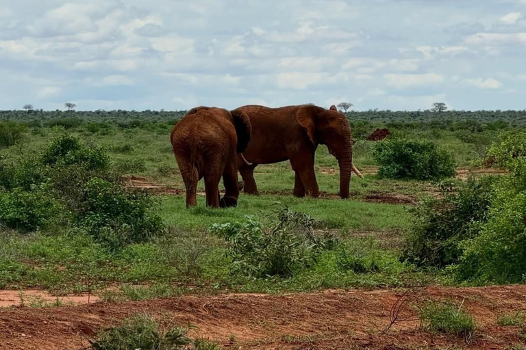 2-Day Tsavo East & Salt Lick Safari–Red Elephants & Treetop