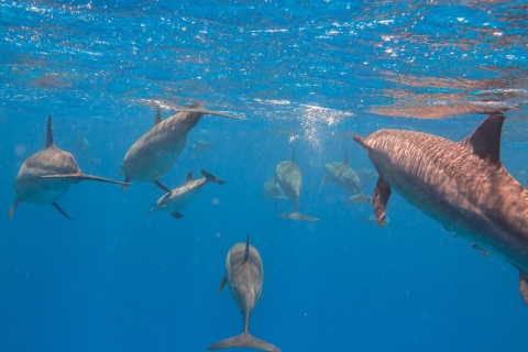 Z Safagi; Wycieczka morska z obserwacją delfinów z lunchem i napojami