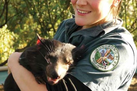 Bonorong Wildlife Sanctuary Half-Day Tour from Hobart