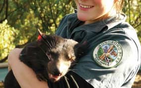 Bonorong Wildlife Sanctuary Half-Day Tour from Hobart