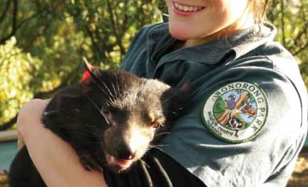 bonorong wildlife sanctuary halfday tour from hobart