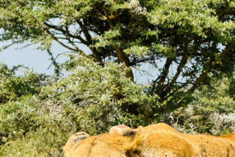 Nairobi National Park&Elephant Orphanage&Giraffe Centre Tour