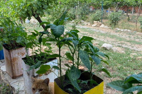 Visita à aldeia de Kusadasi e prova de comida tradicional