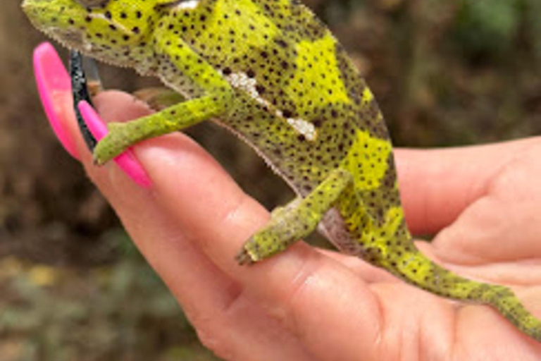 Zanzibar: Jozani forest, Butterfly & Tortoise sanctuary tour Tour with Hotel pickup & drop-off included