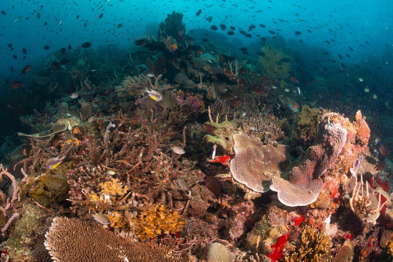 El Nido: Tauchen mit Manta-Rochen in Sibaltan