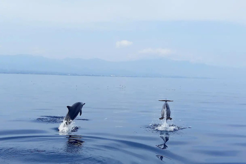 North Bali: Dolphin Swim, Snorkeling, & Waterfall Cliff Jump Small Group With Hotel Transfer Central Bali