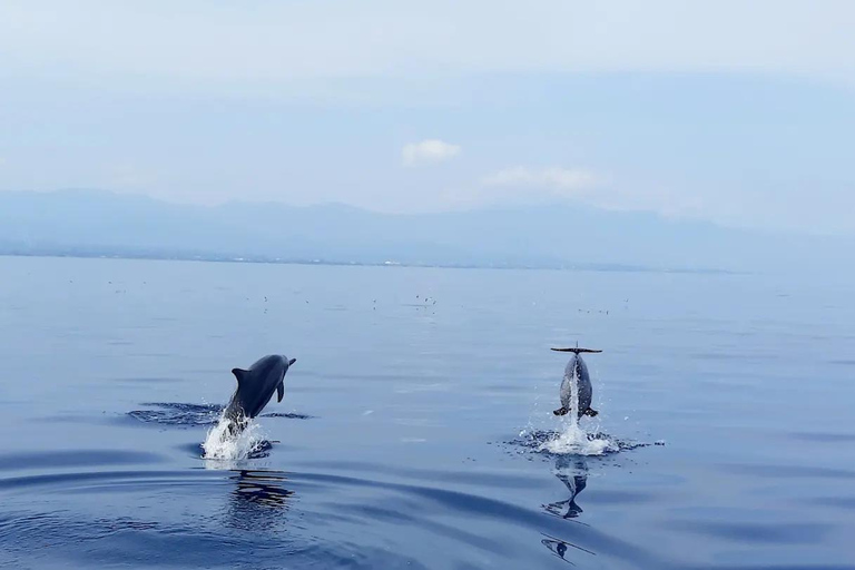 North Bali: Dolphin Swim, Snorkeling, & Waterfall Cliff Jump Small Group With Hotel Transfer Central Bali