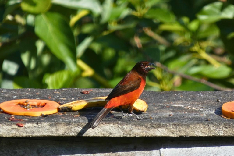 Palomino: Guided Birdwatching Tour with Hotel Pickup