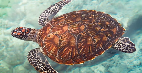A green turtle seen from directly above, gliding through clear shallow water over pale coral rubble, its shell marked in brown and amber