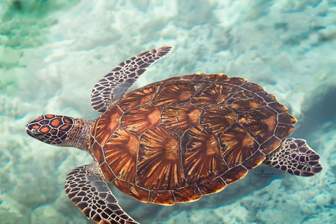 Salaam cave nage avec les tortues de mer à kizimkazi