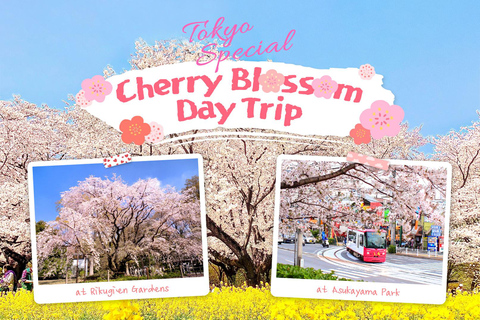 Tokyo Cherry Blossom Tour: Showa Kinen, Rikugien & Asukayama Cherry Blossom Group Tour with Tokyo Station Meeting Point
