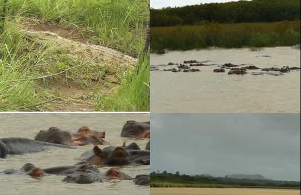 st. lucia wetlands estuary day tour boat safari
