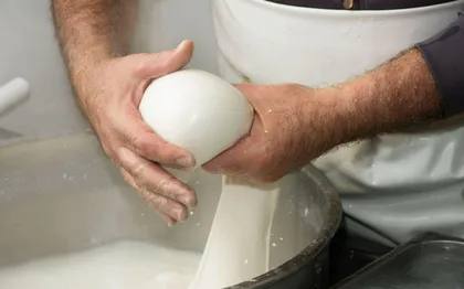 Apulien: Mozzarella-Erlebnis auf einem apulischen Bauernhof Apulien: Mozzarella-Erlebnis auf einem apulischen Bauernhof