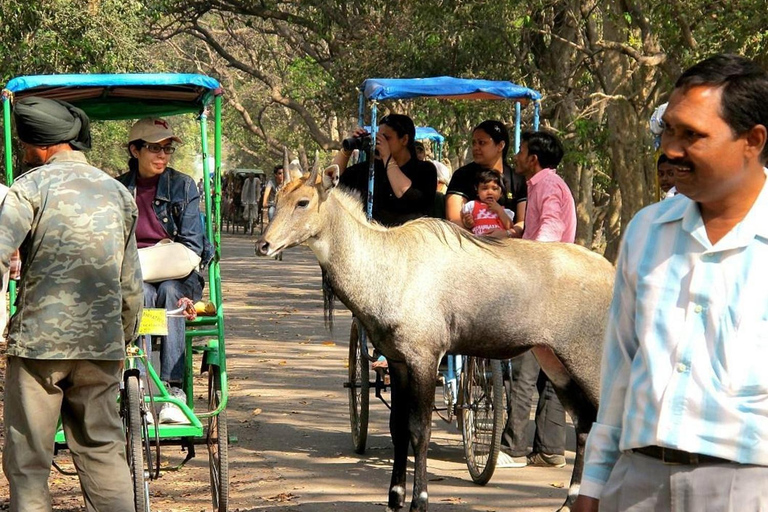 Parque Nacional Keoladeo Guía de tickets electrónicos Traslados en RickshawParque Nacional Keoladeo: Ticket electrónico con traslados en calesa