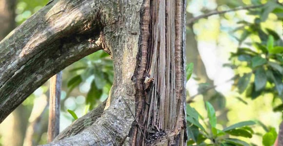 Bentota Private Village Tour All-Inclusive