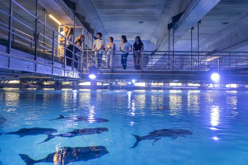 Valencia Oceanogràfic Entry with Backstage tour in Spanish