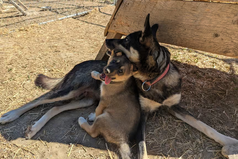 Whitehorse: Fall Dryland Cart Ride with Sled Dogs
