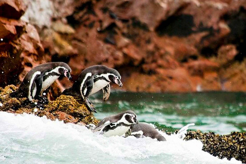 Lima : visite d&#039;une jounée à Paracas, aux vignobles et à Huacachina